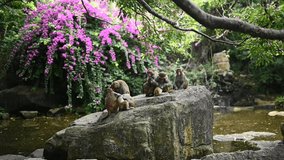 Big Monkey family. Rhesus macaque mother monkey protects her cute baby children in tropical nature forest park of Hainan, China. Wildlife scene with danger animal. Macaca mulatta Slow motion video