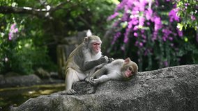 Two adult red face monkeys Rhesus macaque grooming each other in tropical nature park of Hainan, China. Cheeky monkey in the natural forest area. Wildlife scene with danger animal. Slow motion video