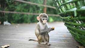 Rhesus macaque funny cute baby child eating and playing in tropical nature forest park of Hainan, China. Wildlife scene with danger animal. Macaca mulatta slow motion video