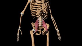 This video shows the psoas major muscles on skeleton