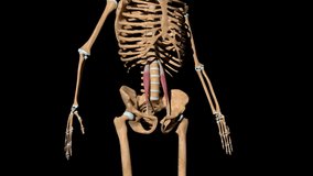 This video shows the psoas minor muscles on skeleton