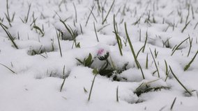 Timelapse of melting snow on a lawn with a daisy in the middle