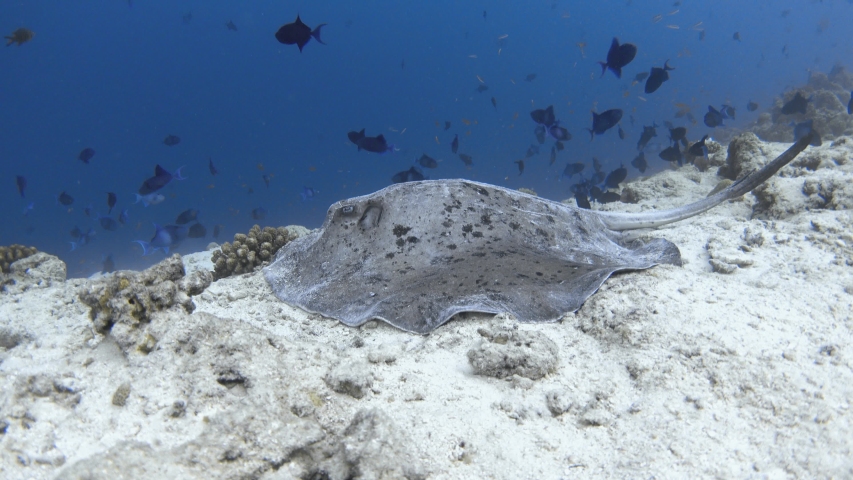 Blotched Fantail Ray Lies On Bleached Stock Footage Video 100 Royalty 