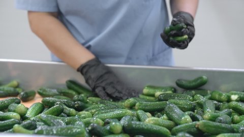 Unrecognisable workers sorting cucumbers. Preserving Cucumber. Canned cucumbers. Glass jars with cucumbers and spices.