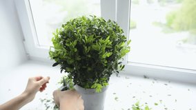 hand of caucasian woman with gardening scissors cutting home decorative green boxwood bush in pot on window sill, close up lifestyle full HD stock video footage in real-time