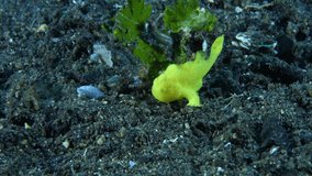 A tiny yellow - Painted Frogfish - Antennarius pictus (juvenile, 10mm). Underwater life of Tulamben, Bali, Indonesia. Video 4k.