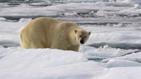 Polar bear walking on arctic sea and looking at the Camera
Polar bear male, bobbing his head, inquisitive, Arctic Ocean, Svalbard
