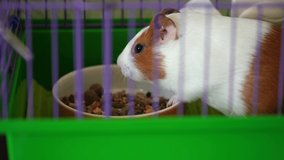 Closeup view 4k video of cute white and brown home pet guinea pig eating happily special dry food. Animal sitting in its cage.