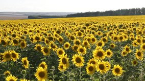 Big field of the blossoming sunflowers 