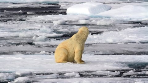 Polar Bear Resting On floating Iceberg in Arctic Ocean
Polar bear, male, scenting the wind on sea ice, Svalbard
