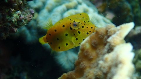 Juvenile yellow boxfish (Ostracion cubicus) hiding under a coral shade.