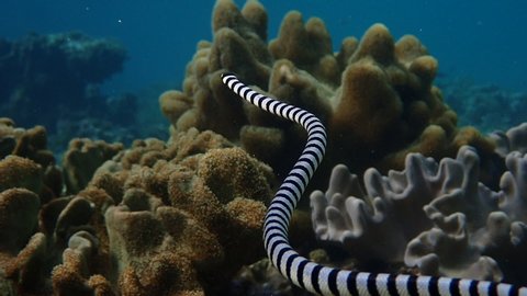 Banded sea snake (Laticauda colubrina) ascends to the surface to breathe for air. Moalboal, Cebu, Philippines.
