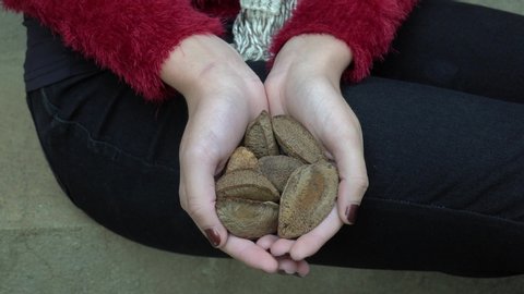 Close up of fresh brazil nuts with shell from the Amazon in the hand of a girl with red painted nails. Concept of healthy food, health, superfoods, organic, ingredient, gastronomy and cooking.