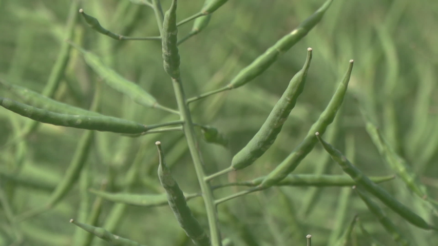 Close up of green rape plant with seeds