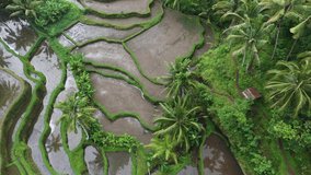 Top view or aerial shot of fresh green and yellow rice fields. Tegalalang Rice Terraces, Bali, Indonesia