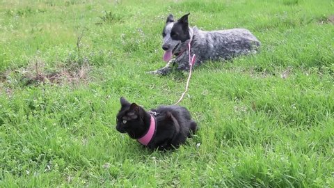Black cat in pink harness on an outdoor adventure with her black and white spotted dog friend