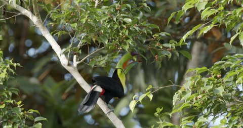 Colorful Keel-billed Toucan Bird with Rainbow Bill or Beak in Panama Central America Jungle