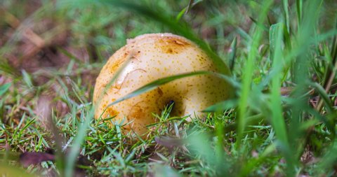 A yellow apple lays in the grass and is  conquered by ants. 48 hours time lapse of a Nashi pear or asian pear  get occupied by an ants population in tropical climate