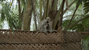 Slow motion video of Gray Langur monkeys jumping from tree to tree. Monkeys playing on palm trees in tropical jungle  