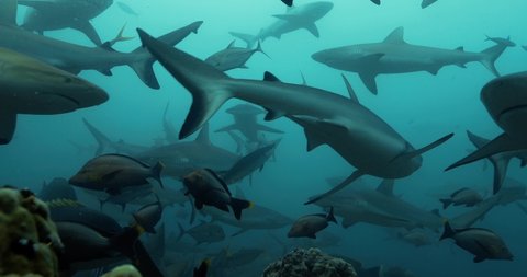 Group of sharks from below in the Pacific Ocean. Underwater marine life with grey sharks and fish swimming near coral reef in the Sea. Diving in the clear water - close up