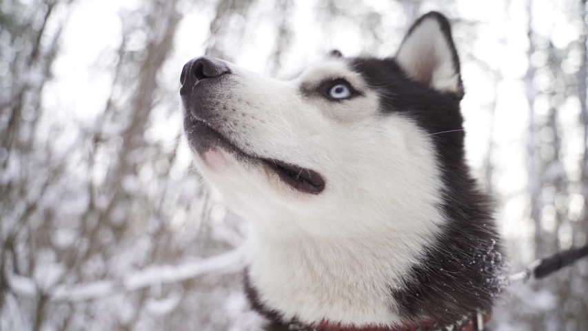 Деревня хаски. Хаски потерялась ростов-на-дону ростов на дону. Jj the husky. Хаски 12. Хаски 12.