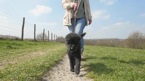 Woman walking with dog in beautiful landscape. Cute little poodle running through fields in spring. Video shooting by handheld gimbal
