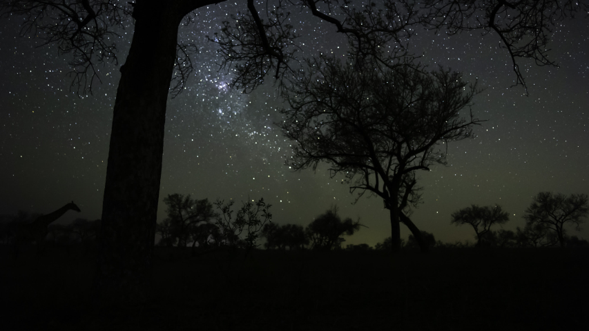 Southern circle star trails (streaks) timelapse of the African bush, southern hemisphere, silhouette Marula trees in nature reserve South Africa, starry night and dark skies.