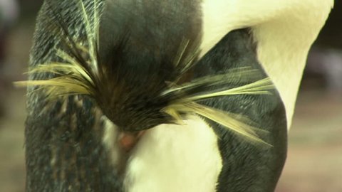 Close up on head of a penguin Stock Video