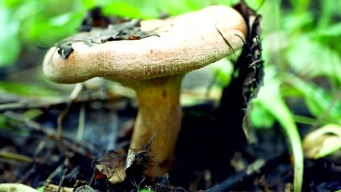 A man's hand with a knife cuts edible mushroom Paxillus that grows in the grass in the forest