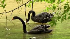 black swan in pond closeup tree video wildlife water