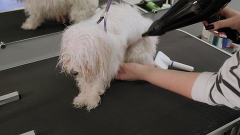 A female groomer cuts a dog Bichon Bolognese and dries her hair with a hair dryer on a grooming table in a beauty salon for dogs. Slow motion. Hairdresser for animals.