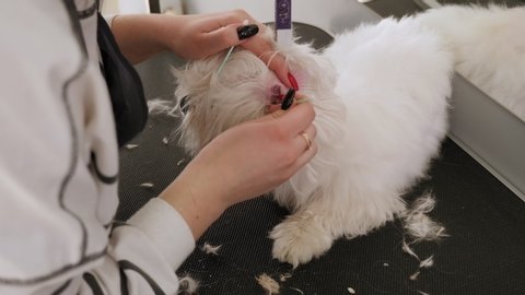 Veterinarian cleans ears dog. A woman vet cleans the ears with a cotton swab in a Bichon Bolognese at a veterinary clinic. Close-up vet cleans the dog's ear with cotton swab.