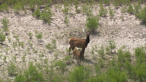 AERIAL United States-Female Elk And Calf 2012