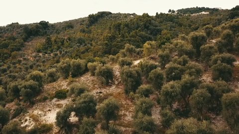 Aerial: Tracking shot of hillside with mediterranean organic olive groves in Gargano, Italy