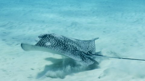 Spotted Eagle Ray swim in shallow water of coral reef - Caribbean Sea / Curacao