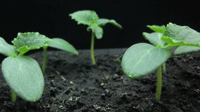 Camera movement past the growing young shoots of cucumber seedlings, macro shooting, hyper laps, time lapse