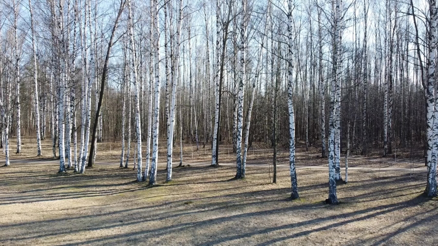 video with mooving between white and black birch trees
