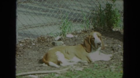 CHICAGO ILLINOIS-1972: Basset Hound Sniffing Around A Lawn