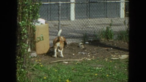 CHICAGO ILLINOIS-1972: Retro Footage Of A Brown And White Basset Hound Hanging Out On A Sunny Day
