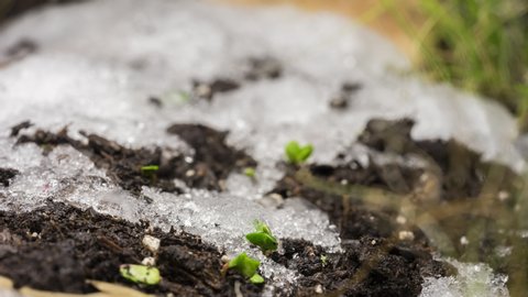 Winter to springtime season change time-lapse with melting snow and new seedling and life begins to emerge from the springtime soil