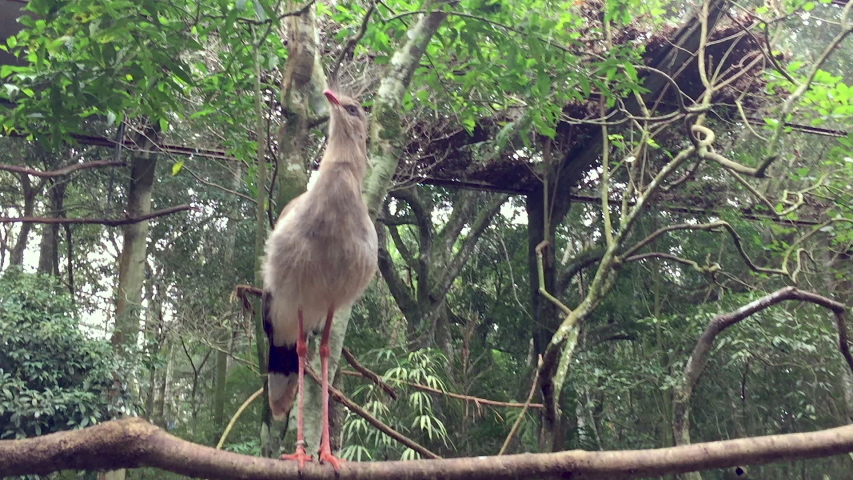 Portrait of a brazilian Cariama Cristata Seriema bird in Brazil