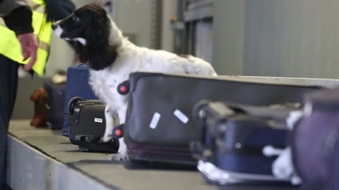 SELECTIVE FOCUS: Trained dog sniffs suitcases to detect illegal substances, drugs and explosives. Dog with border guards detect of drugs and other prohibited items in bags on a conveyor belt. Closeup.