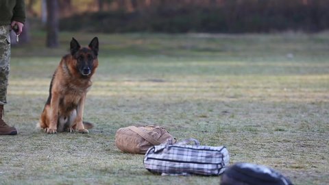 SELECTIVE FOCUS: Dog sniffs bags and backpacks and looks for weapons, drugs and illegal substances. Border guards train dogs to find weapons in their luggage. Shepherd dogs looking for weapons.