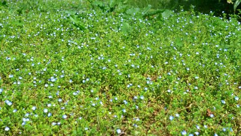 small blue flowers in the meadow. Veronica filiformis.