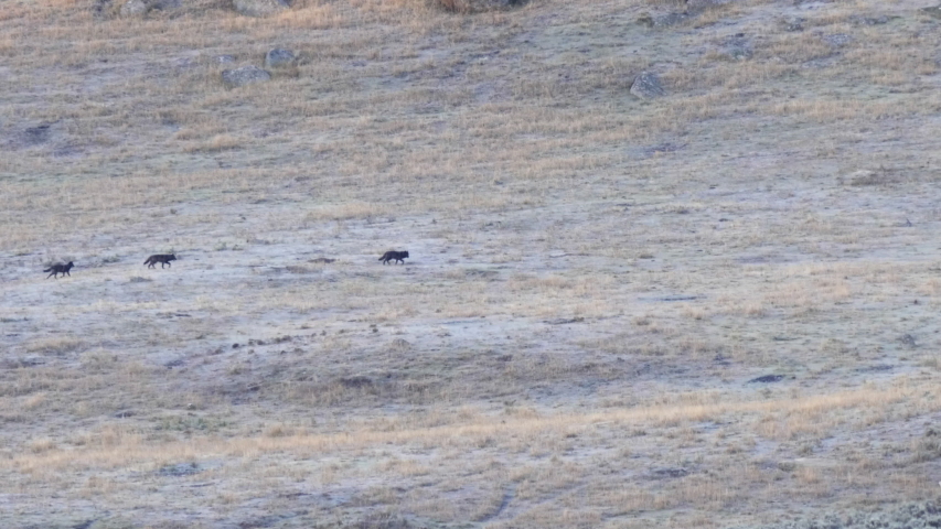 tracking long shot of three wolves running in the lamar valley of yellowstone national park in wyoming, usa