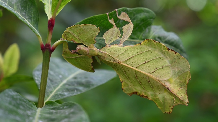 Leaf Insect, Phyllium westwoodii; sticking under a leaf and well camouflaged and then moves towards the stem. Royalty-Free Stock Footage #1050086200