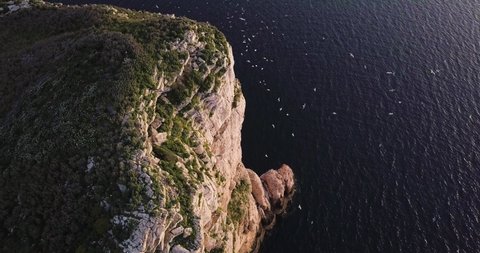Aerial top shot of flock of seagulls at a cliff on the coast in the evening.