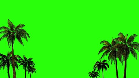 Palm trees in the wind for chromakey with alpha channel on a green background. 3D rendering