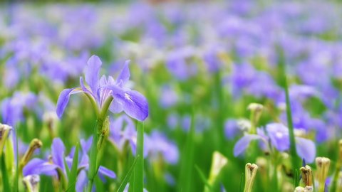 Purple Japan Stock Video Footage 4k And Hd Video Clips Shutterstock