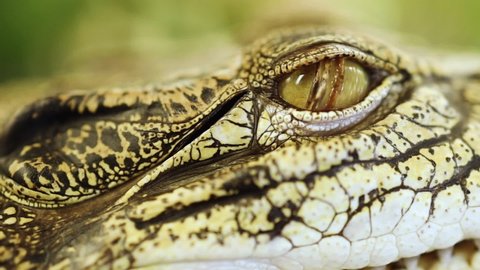 Siamese freshwater crocodile  in the water, The species is critically endangered and already extirpated from many regions. Close up of the eye and texture skin of Siamese freshwater.
